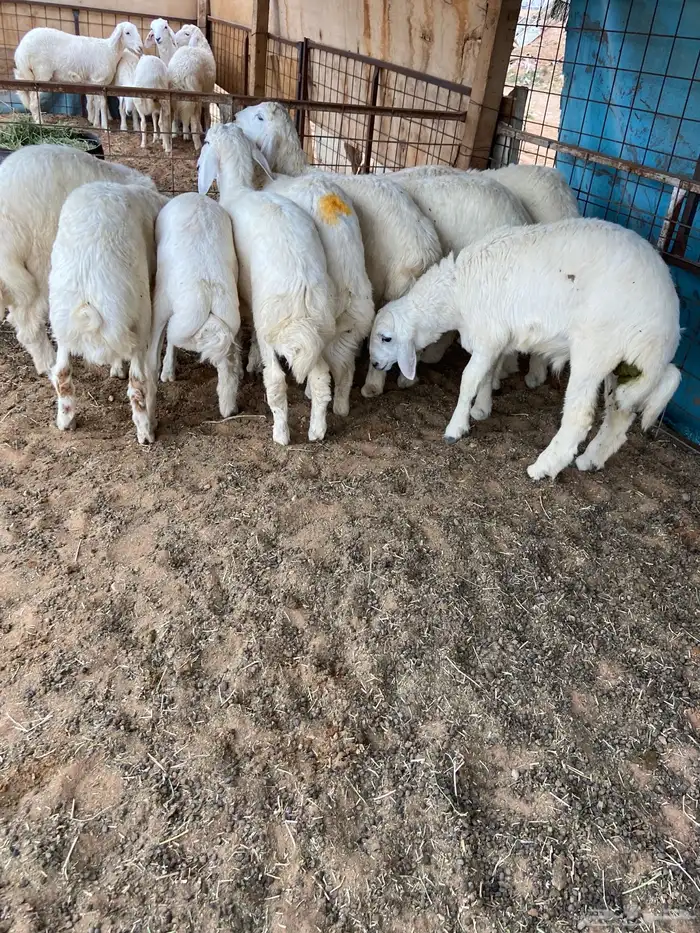 هرافا 4 شهور حري 3