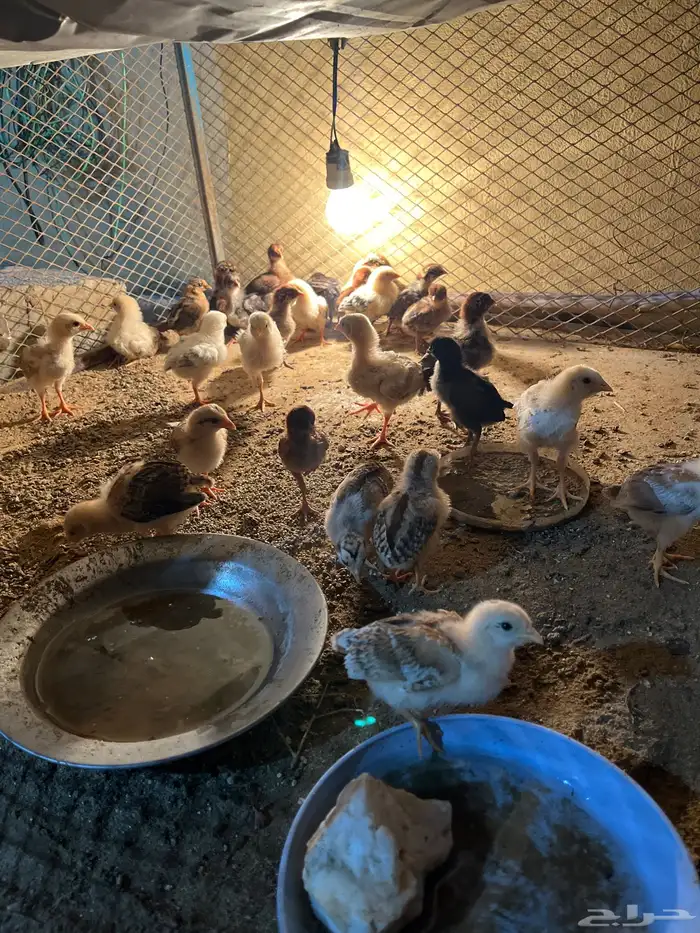 فروخ بلدي وا فيومي محصنه الموقع ثلوث بني عيسى 0