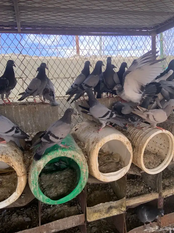 للبيع حمام زاجل طبات العدد 25 جوز 0