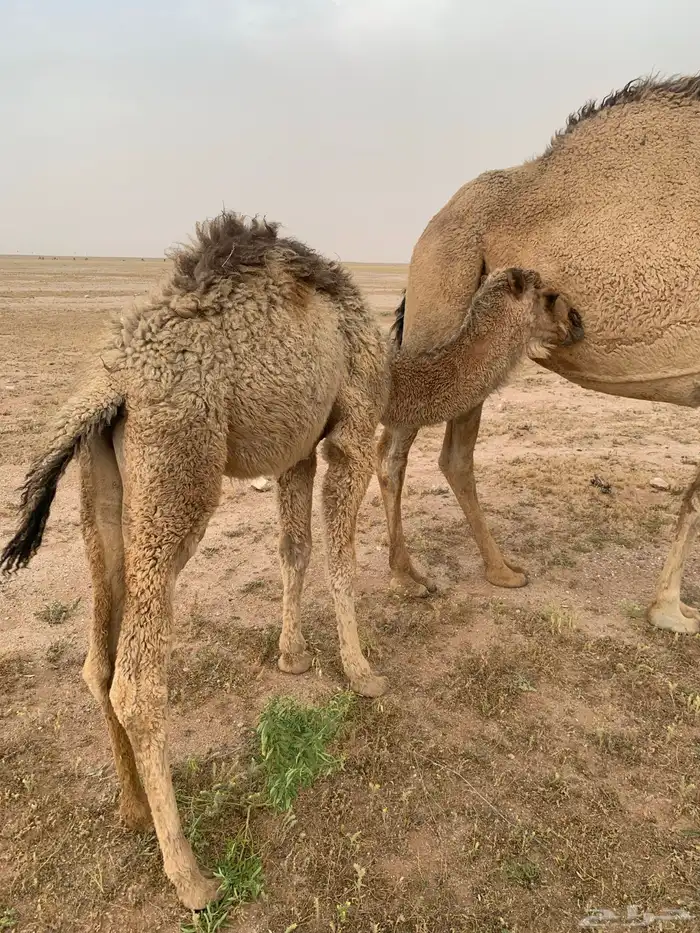 حوار لباني 2