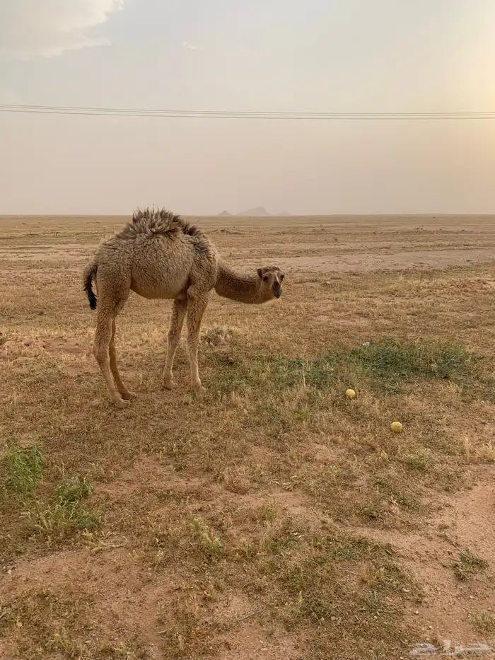 حوار لباني 4