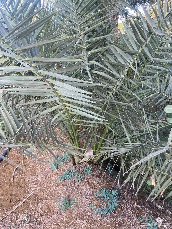 نخل روثانة ارتفاعات مختلفة حسب الطلب 5