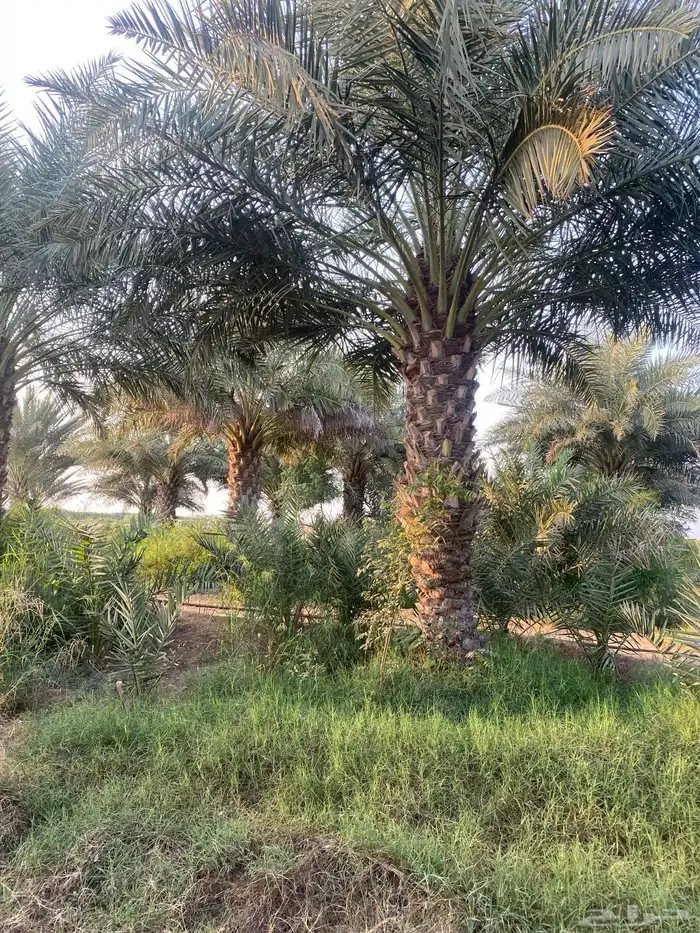 نخل روثانة ارتفاعات مختلفة حسب الطلب 1