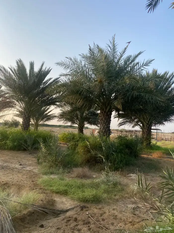 نخل روثانة ارتفاعات مختلفة حسب الطلب 0