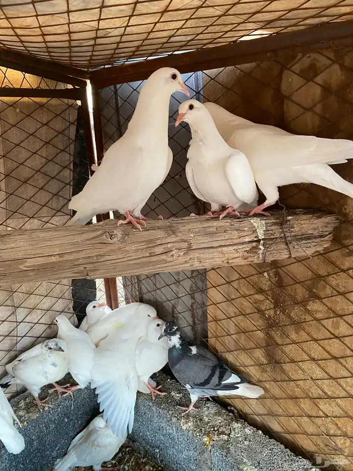 زغاليل حمام فرنسي 1