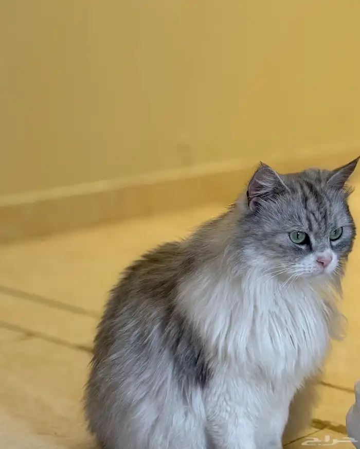 شيرازي 1