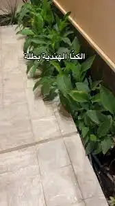أشجار زينة 9