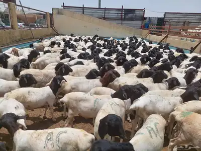 غنم بربري عرض خاص 2