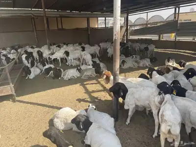 غنم بربري عرض خاص 0