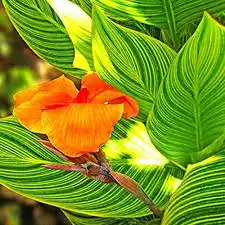 أشجار زينة 8