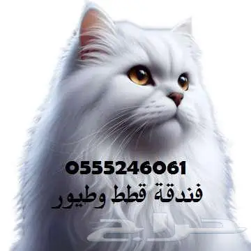 فندقة قطط 6061 24 0555 حي المروج مخرج 5 0