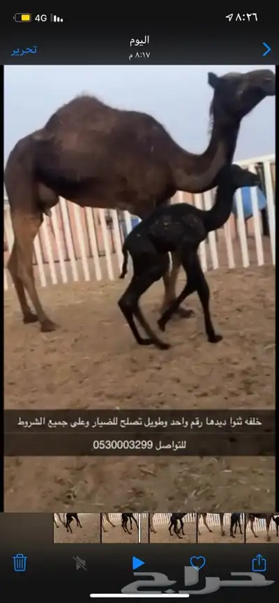 تواصل على الجوال 0