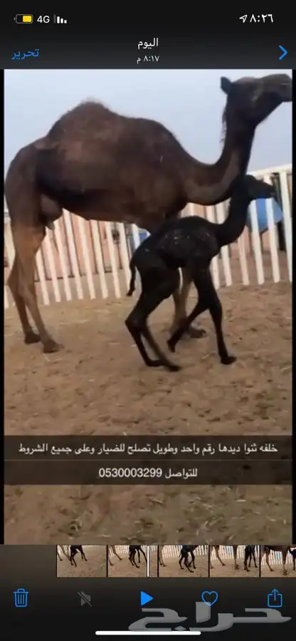 تواصل على الجوال 0