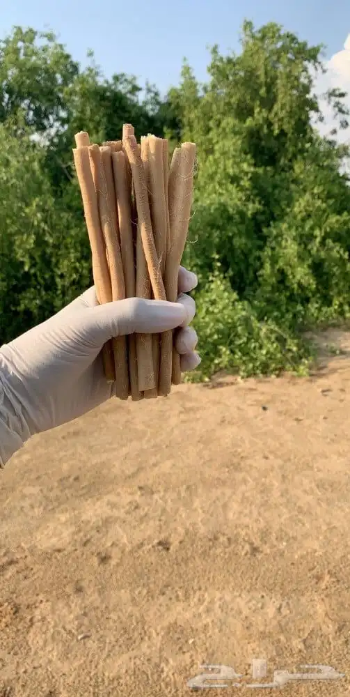 مساويك طازه للبيع ب الجمله واسعار مناسبه 2
