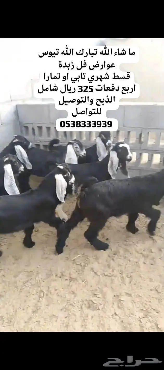 متوفر تابي وتمارا تيوس عوارض و جنوبية على شعير وبرسيم 2