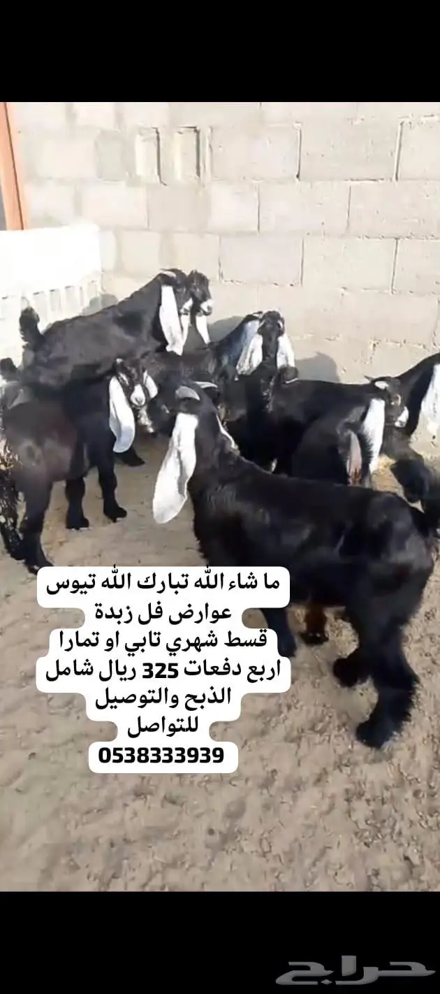 متوفر تابي وتمارا تيوس عوارض و جنوبية على شعير وبرسيم 1