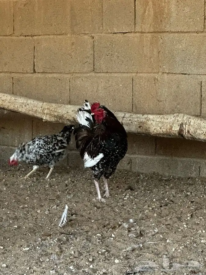 دجاج عربي ماكنتوش 4