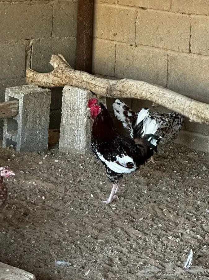 دجاج عربي ماكنتوش 5
