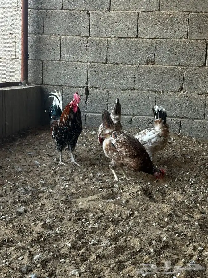 دجاج عربي ماكنتوش 2
