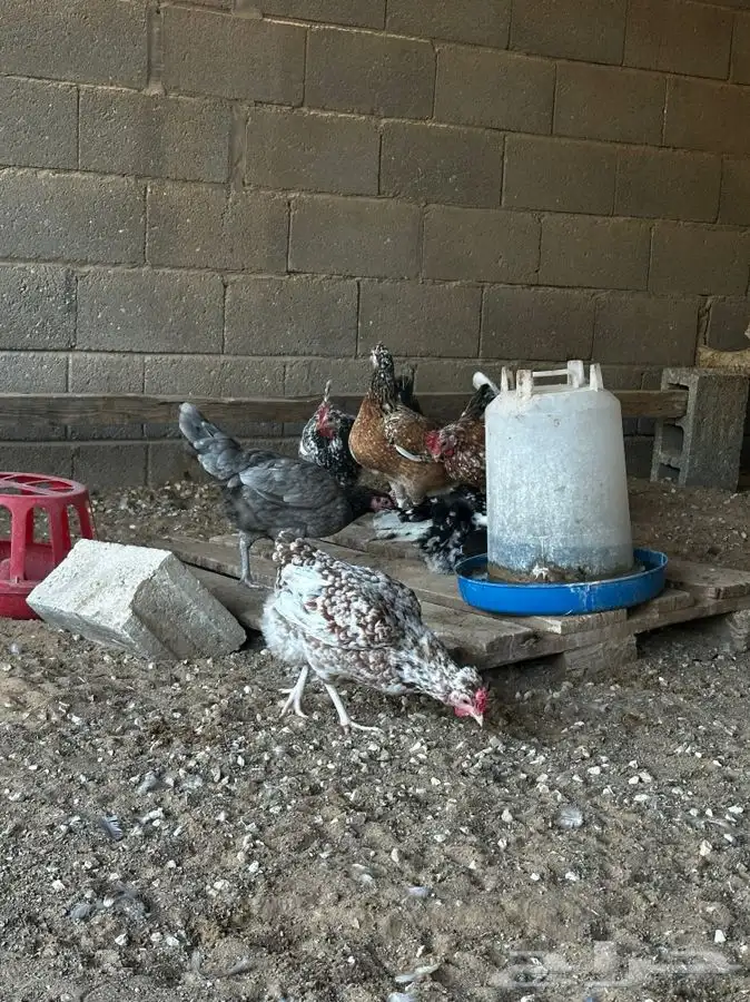 دجاج عربي ماكنتوش 3