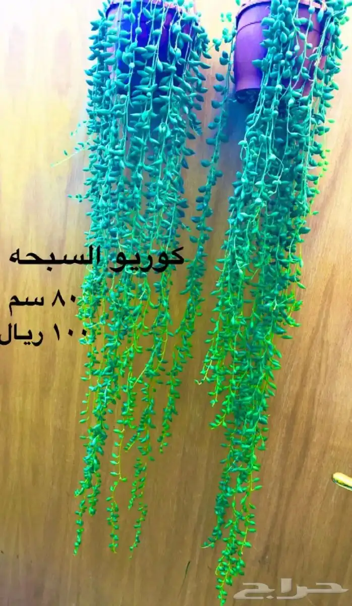 نباتات منوعه داخليه ونادره 13