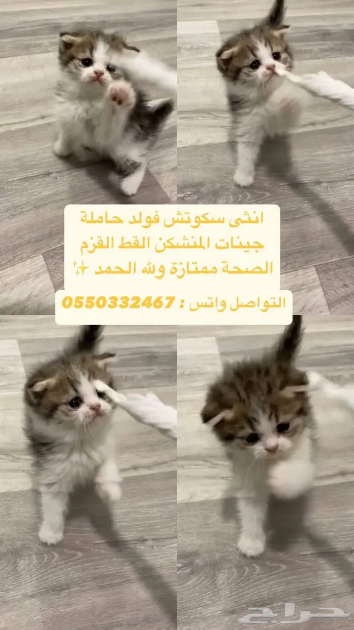 سكوتش 2