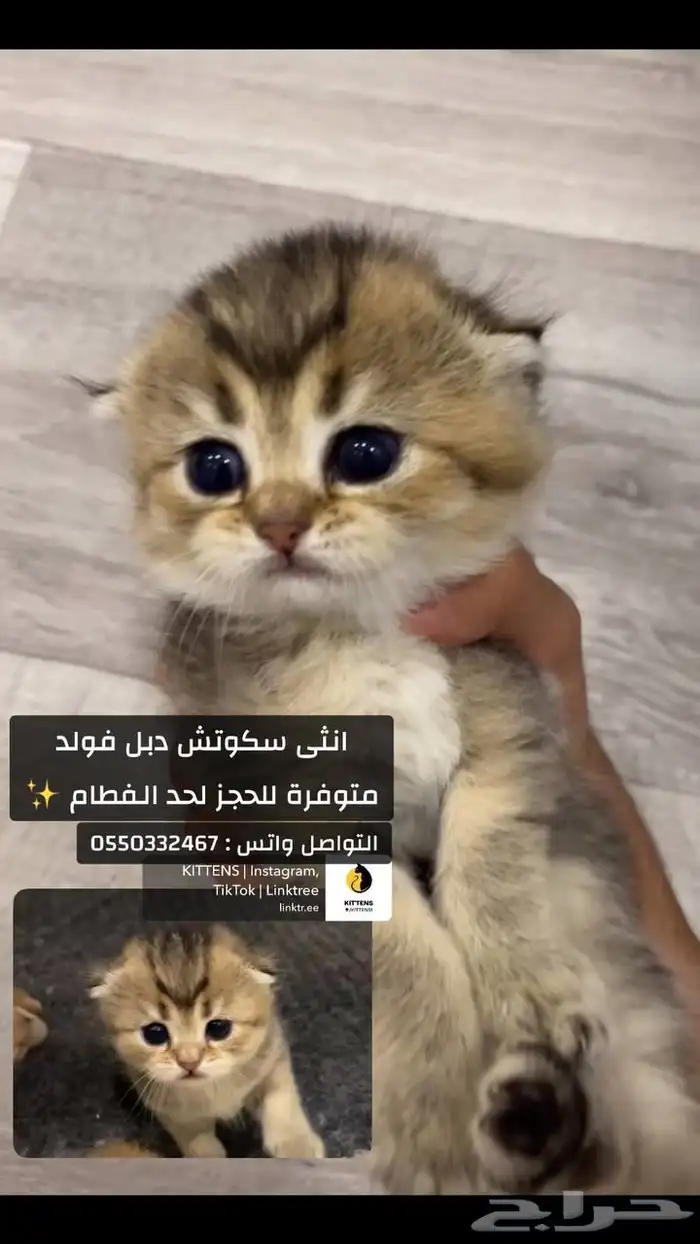 سكوتش دبل فولد 0