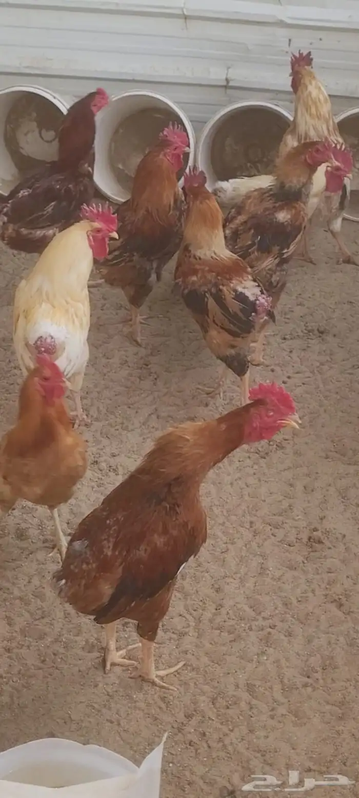 ديك 2