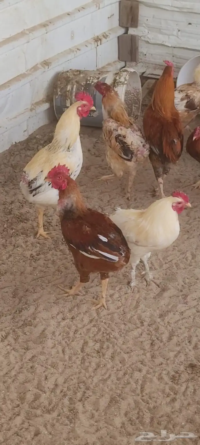 ديك 3