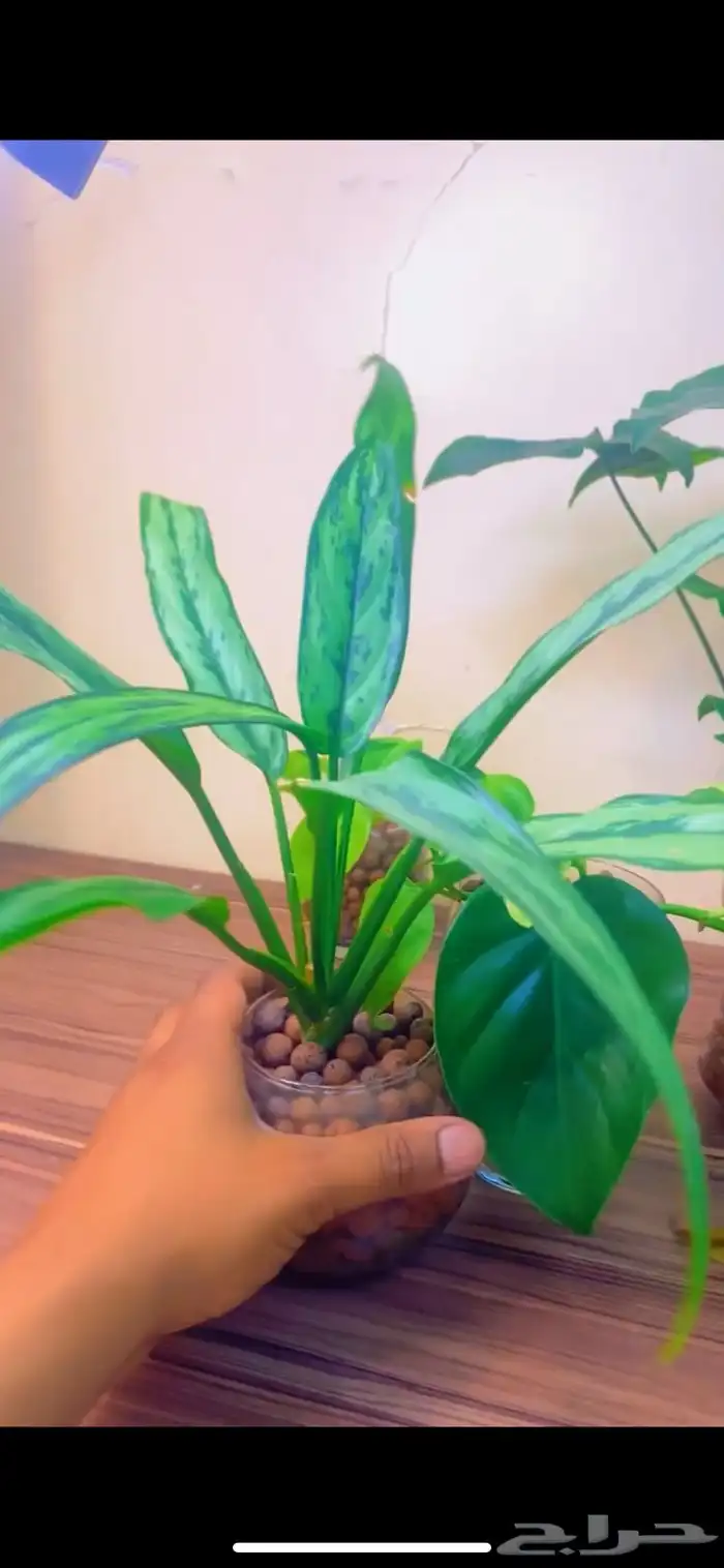 نباتات رخيصه للمكاتب والمنازل مائيه 12
