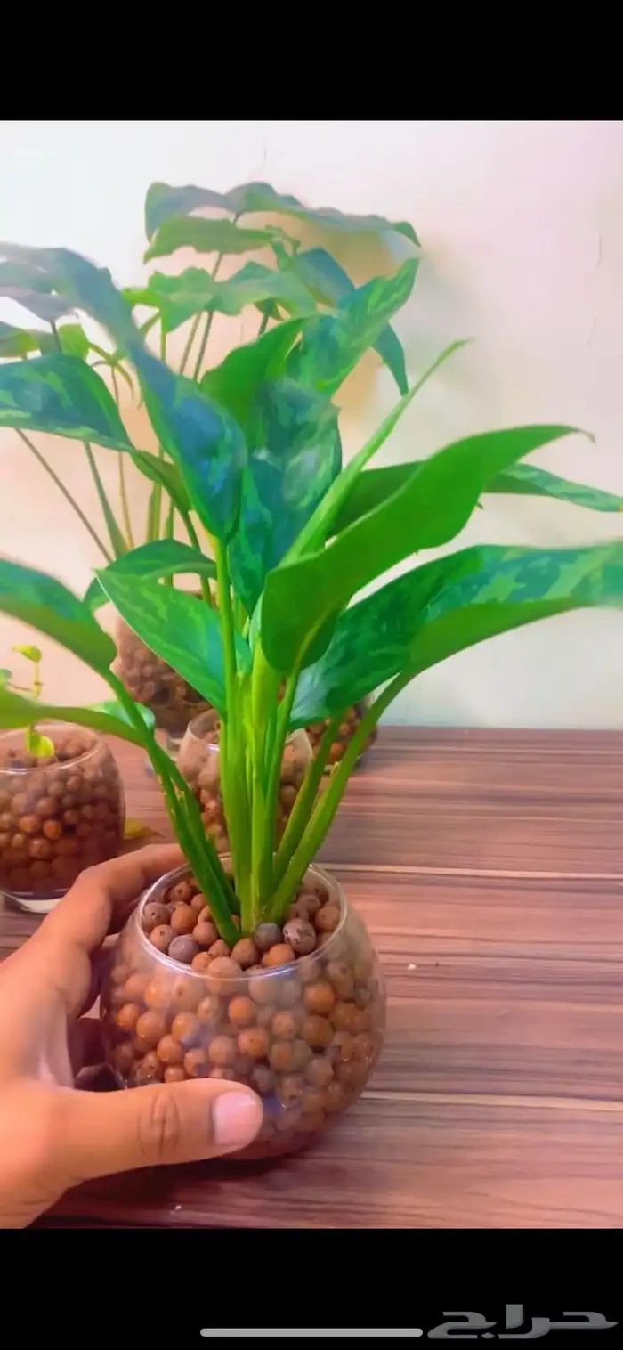 نباتات رخيصه للمكاتب والمنازل مائيه 0