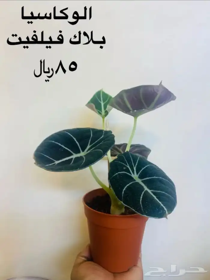 نباتات منوعه داخليه ونادره 14