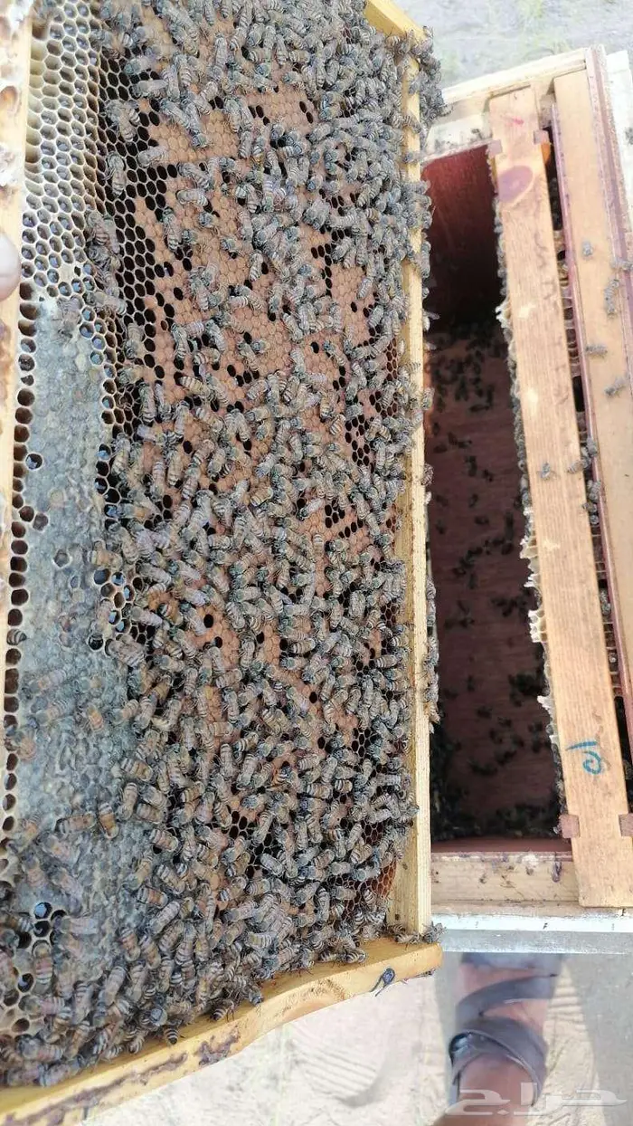 نحل افرنجي بلدي منتخب 5