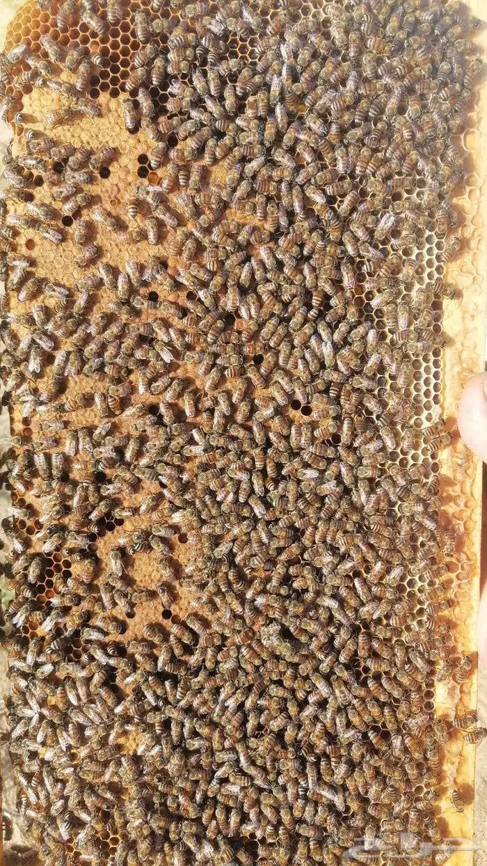 نحل افرنجي بلدي منتخب 4