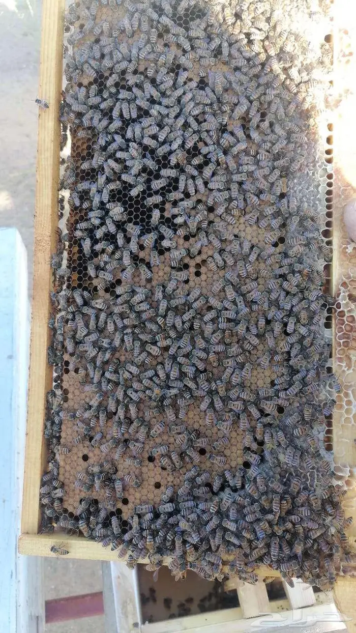 نحل افرنجي بلدي منتخب 3