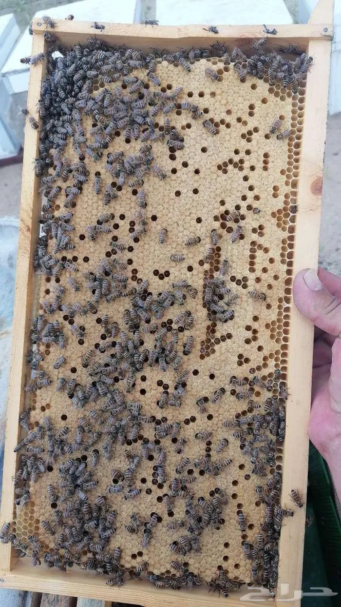 نحل افرنجي بلدي منتخب 2