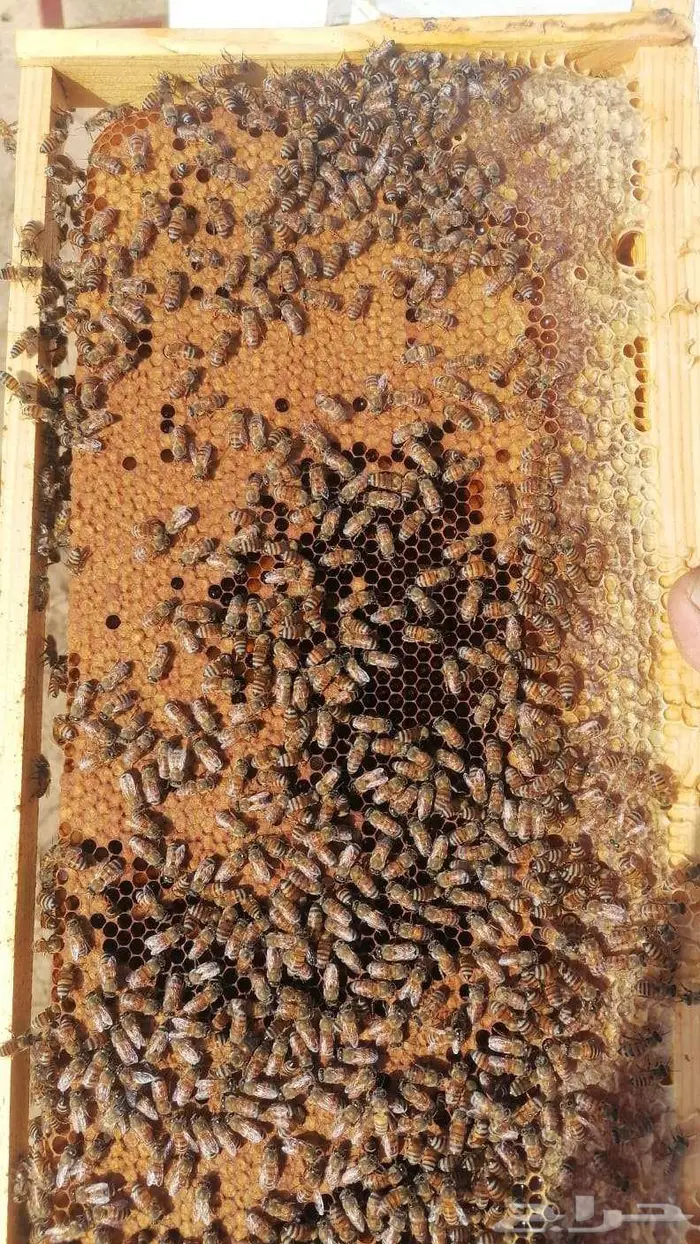 نحل افرنجي بلدي منتخب 1