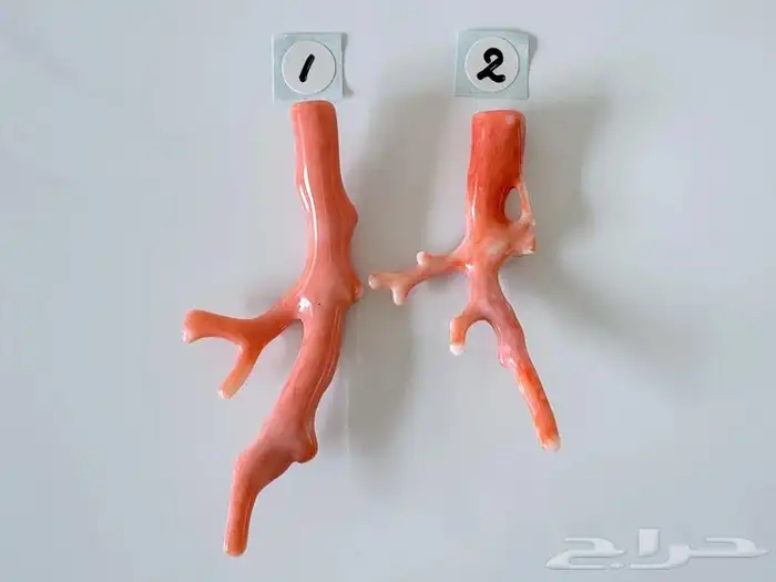 سبحة مرجان ياباني نادر بشاهد يسر 3