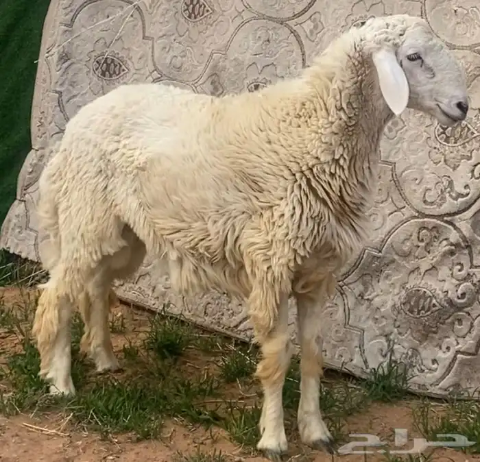فحل حري مشروط 1