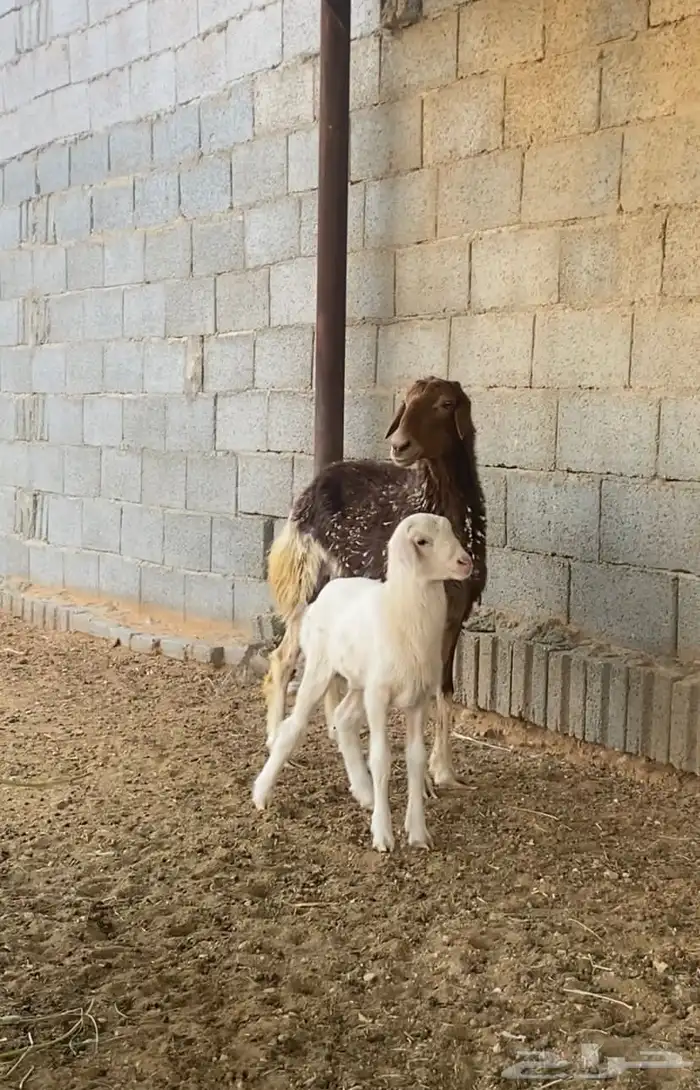 جذعه نعيمي مهجنه وبنتها رخل الموقع هجرة الهواشله 0