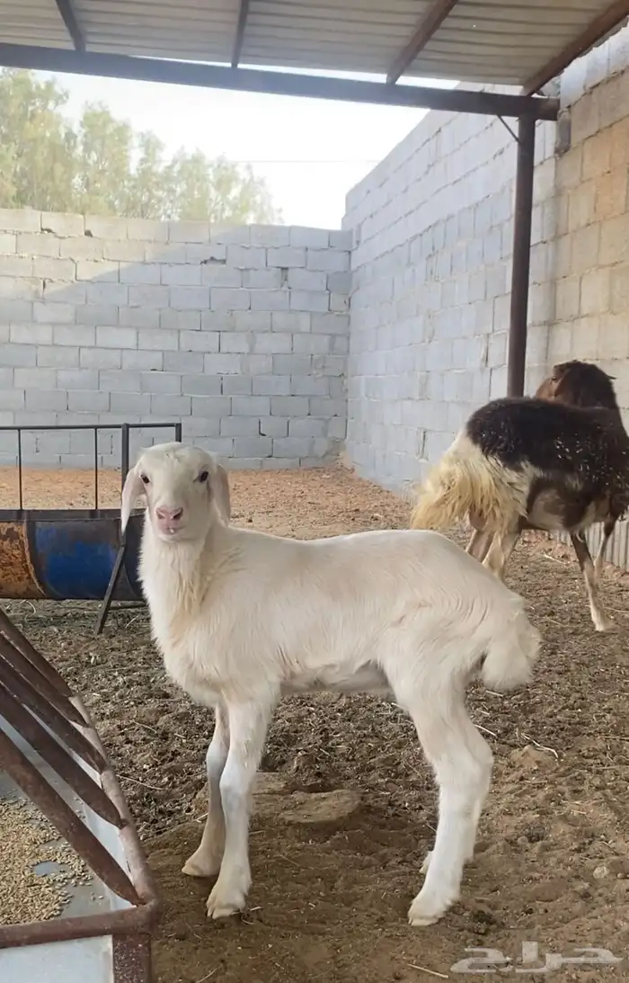 جذعه نعيمي مهجنه وبنتها رخل الموقع هجرة الهواشله 1