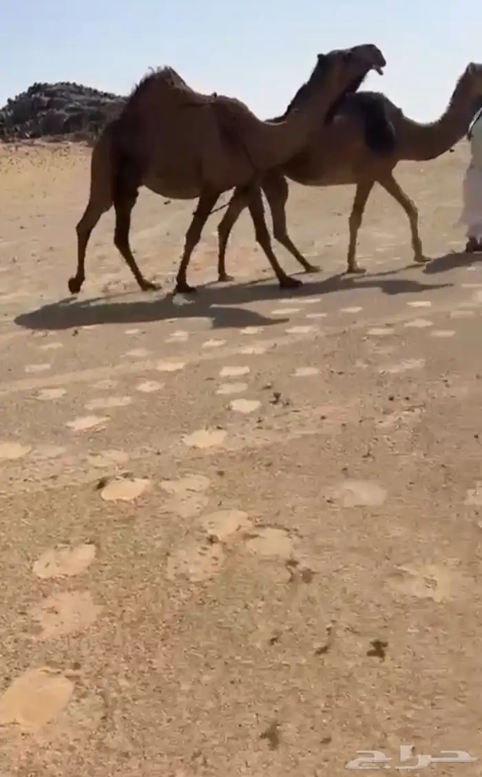 البيع خلفه صفرا كفو 2