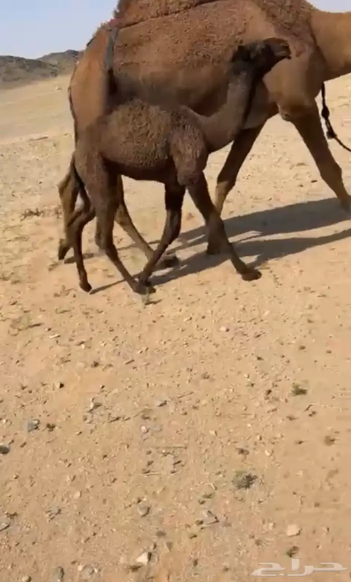 البيع خلفه صفرا كفو 4