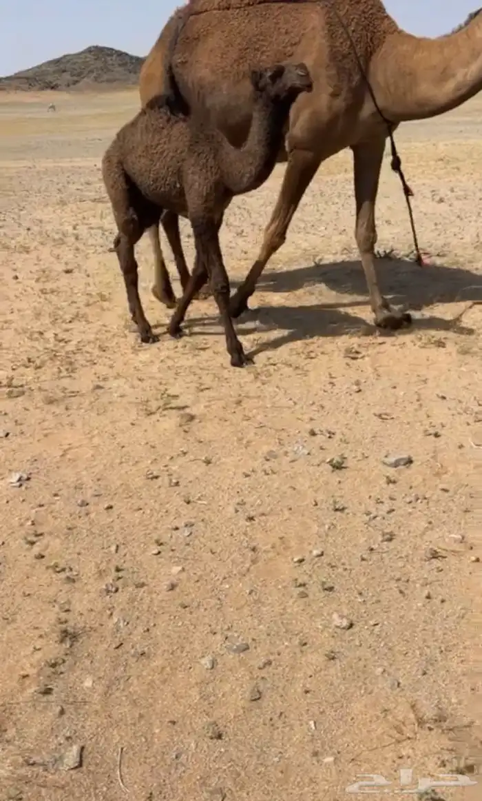 البيع خلفه صفرا كفو 3