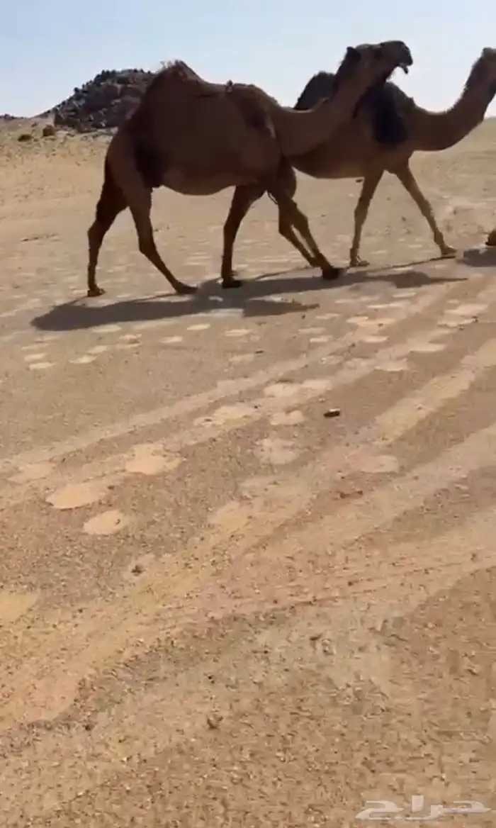 البيع خلفه صفرا كفو 1