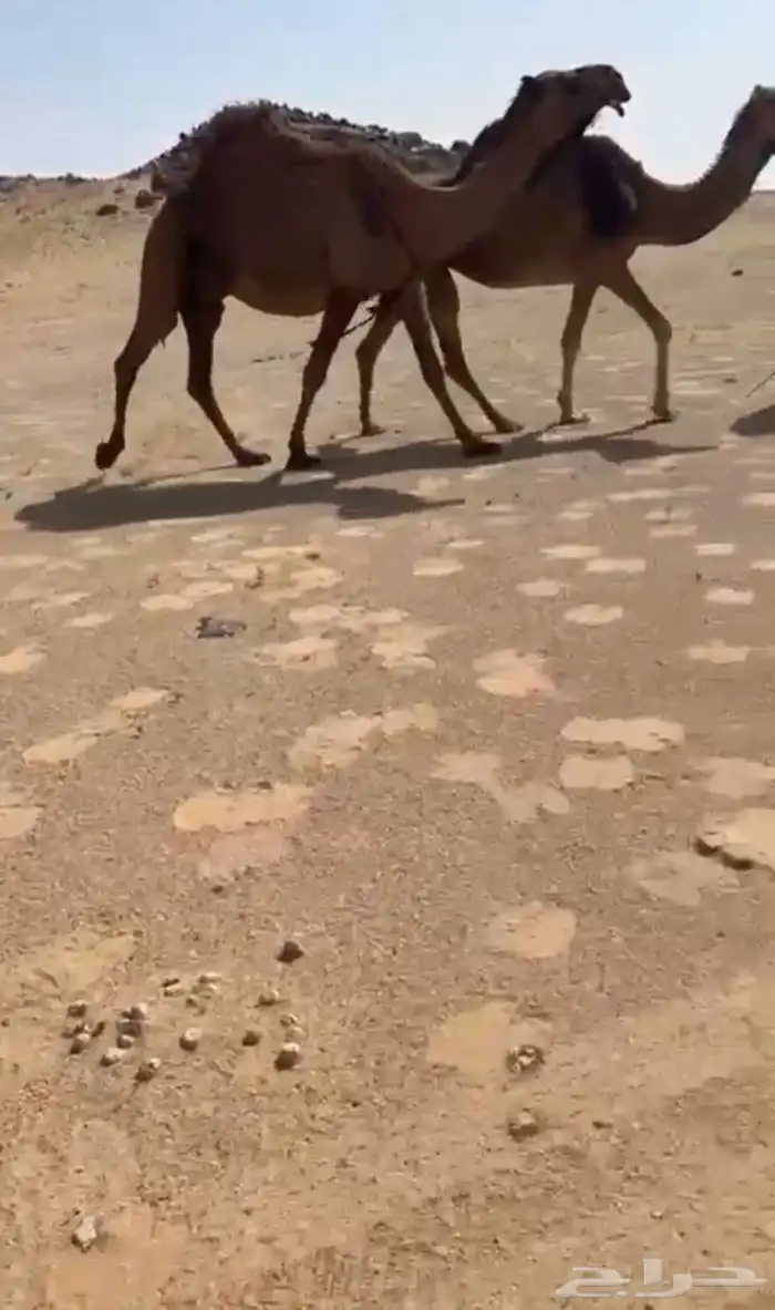 البيع خلفه صفرا كفو 0