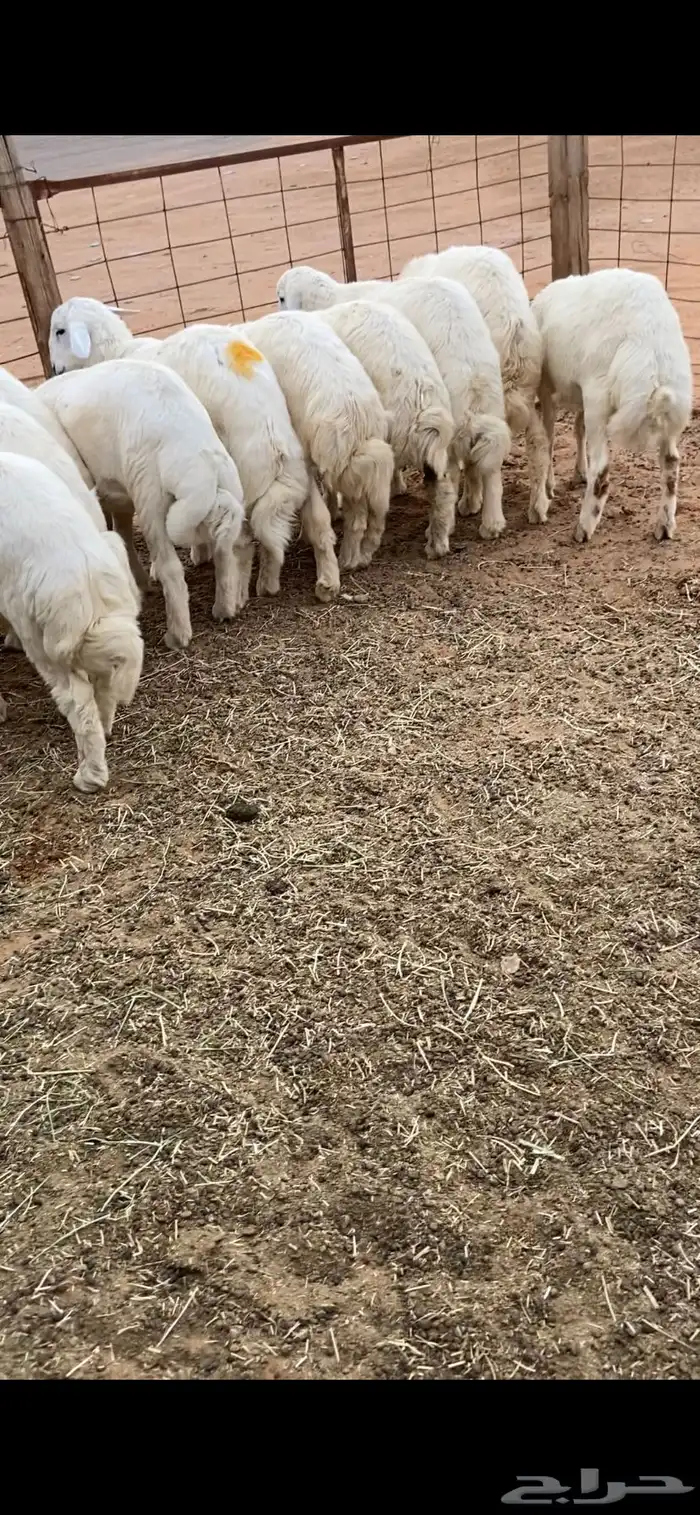 هرافا 4 شهور حري 0