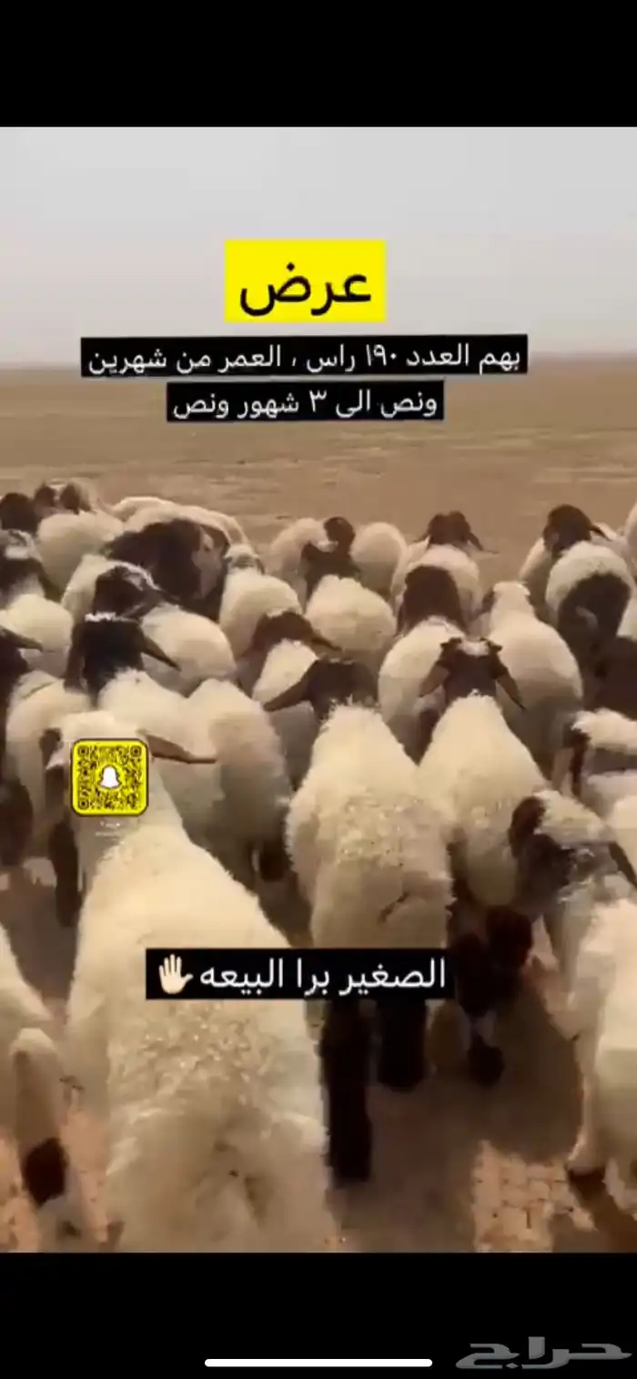 هرافي العدد 190 (تم البيع ) 0