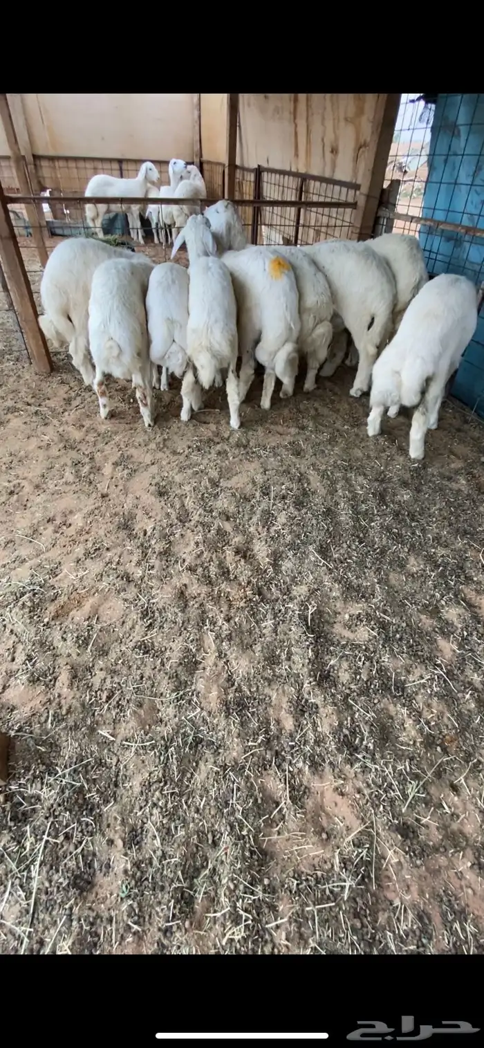 هرافا 4 شهور حري 1