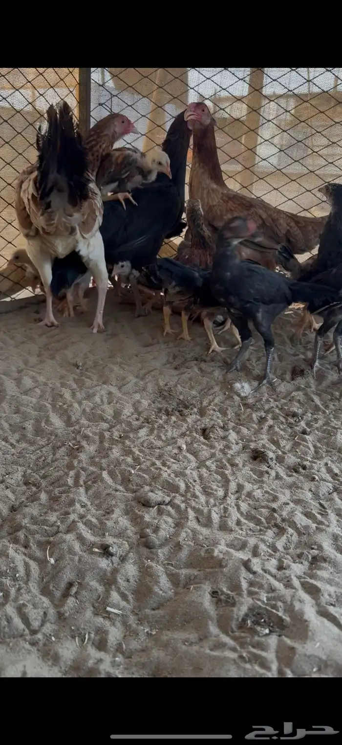 3 دجاجت بكستاني بعيالها 2